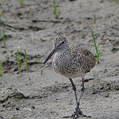 Willet, South Padre Island, Texas